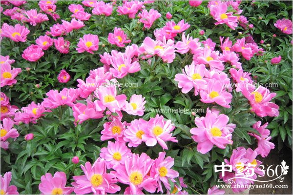 chaobaishaodegongxiaoyuzuoyong