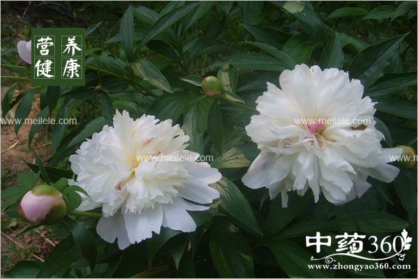 chaobaishaodegongxiaoyuzuoyong