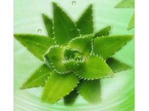 «����ҩ�ú����ݹ���