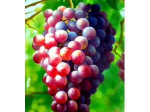 �����ѵĺô��ͻ��� �������׿����Լ���