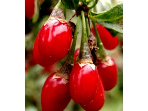 ����ָ� ��������ʳ����Ů�Խ�������