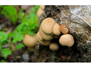 ·ߵĢժһ6ڳҰĢȫܲȫ