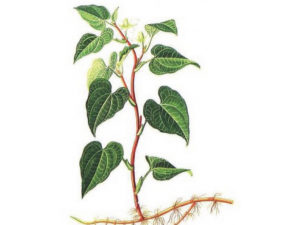 ȲݵĹЧüʳ÷ ȲЩѡ