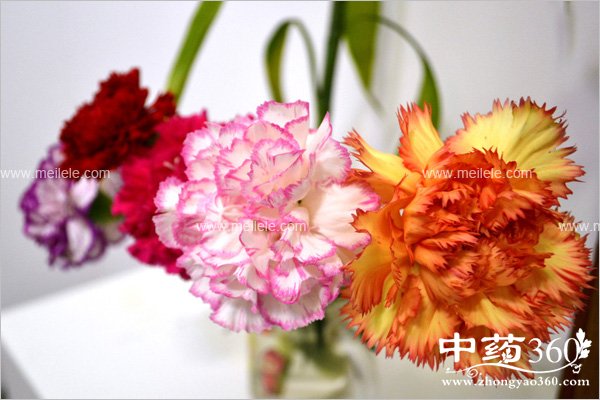 kangnaixindegongxiaoyuzuoyong