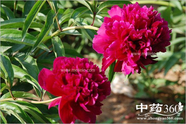 kangnaixindegongxiaoyuzuoyong