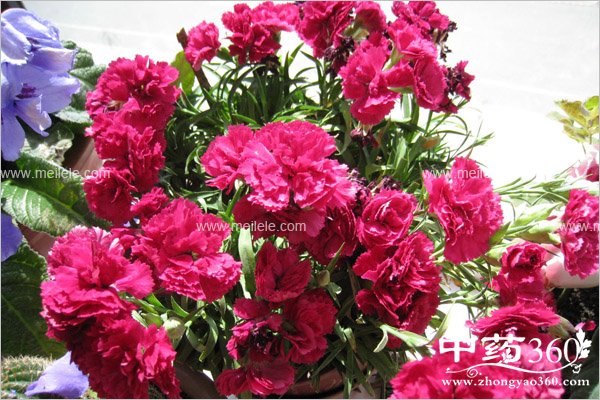 kangnaixindegongxiaoyuzuoyong