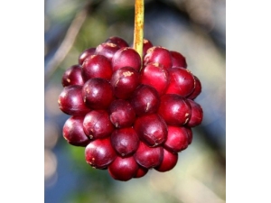 �������� ��ζʳ�ﷴ����������