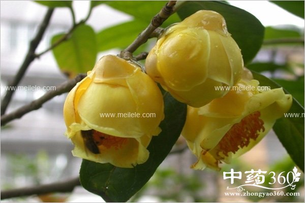 youchadegongxiaoyuzuoyong