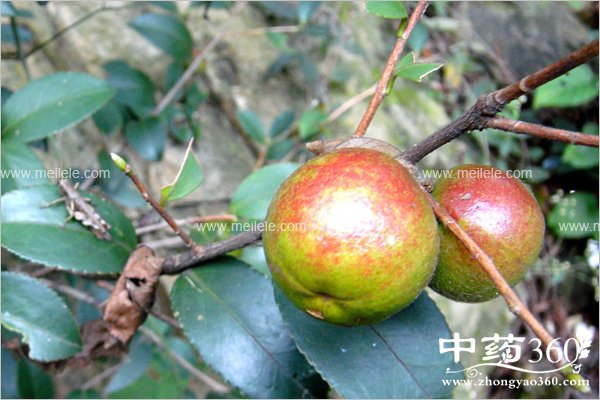 youchadegongxiaoyuzuoyong