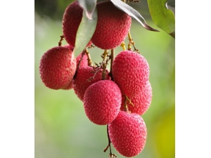 ����֦�ĺô� �����֦�����ֻ���