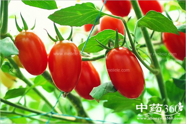 shuirongxingxianweidezuoyong