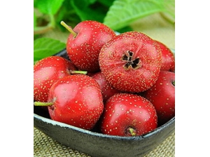 山楂的功效与作用 山楂可防癌降压治痛经