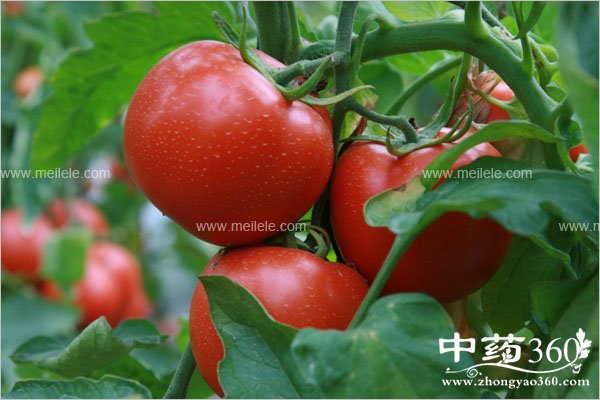 fanqiehongsudezuoyong