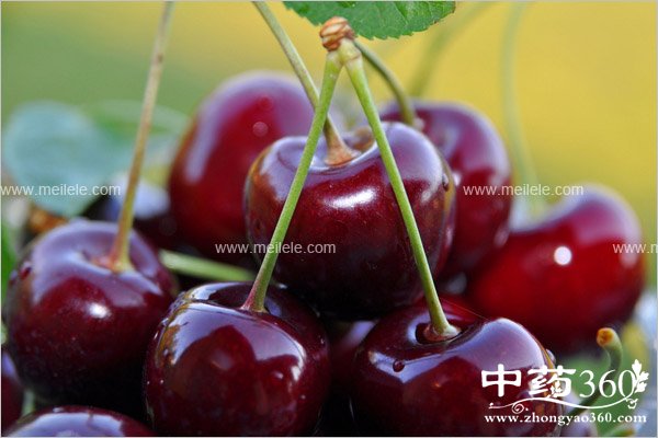 chelizideyingyangjiazhi