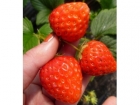 草莓的营养价值 “水果皇后”草莓的养生奇效