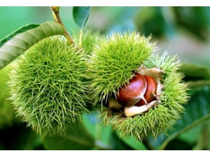 ��������ӱ���Ϊ��ǧ��֮����������������Чʤ���˲Σ�