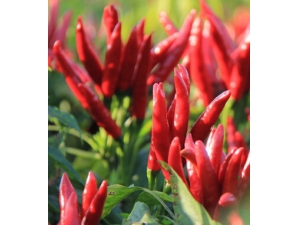 ����֮�� ��Щ���߲��˳�������