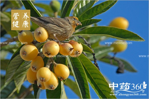 chishenmeshuiguojianghuo