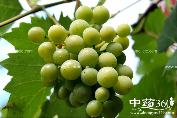 chishenmeshuiguojianghuo