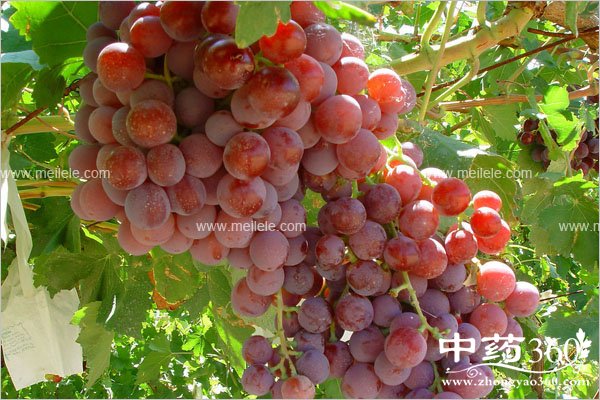 chishenmeshuiguojianghuo