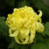 <a href='https://www.zhongyao360.com/z/juhua/' target='_blank'>ջ</a>