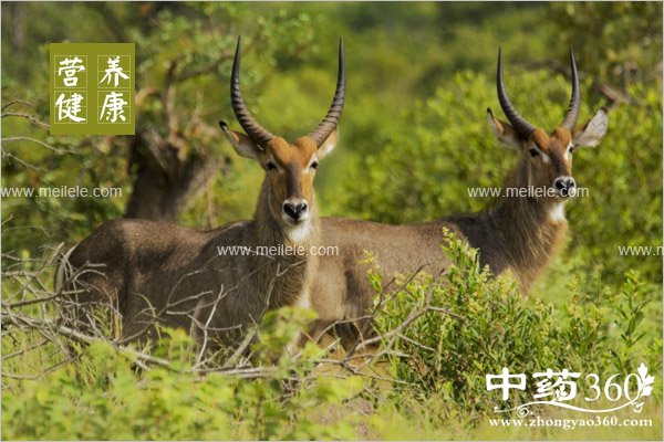 lingyangjiaodegongxiaoyuzuoyong