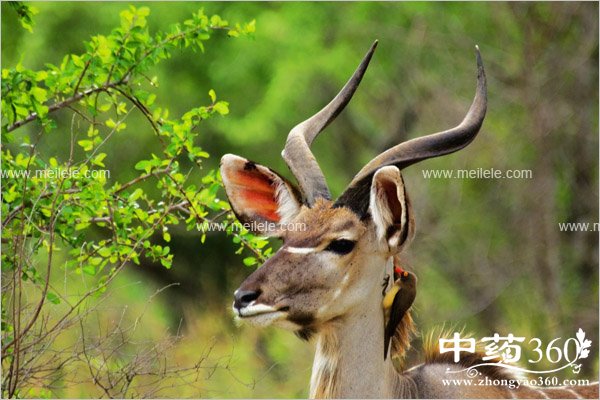 lingyangjiaodegongxiaoyuzuoyong