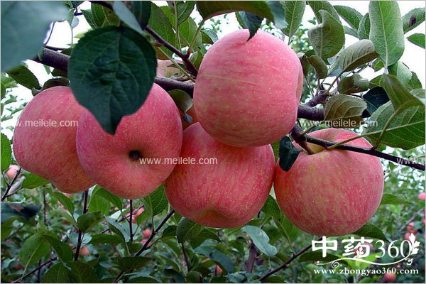 chishenmeshuiguojianfeizuikuai