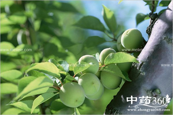 wumeideyingyangjiazhi