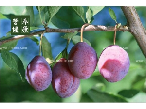 ��÷�Ĺ�Ч������ ��÷��Ӫ����ֵ��⣡