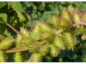 �Զ��ӵ����� �Զ���ԭ������ô�๦Ч