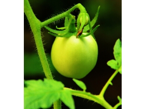 ��ʳ�뽡�� 14�ೣ��ʳ����˻�����ɥ��