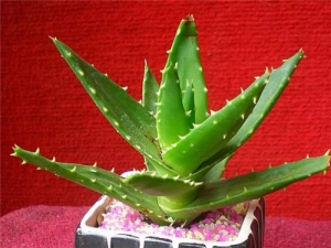 «���ĳԷ� «������������