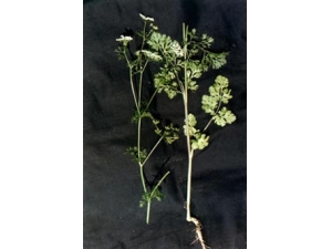 ��ݴ�ɷ���͸�θ��ʳ