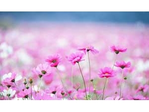 ���۵Ĺ�Ч���� ����Ҳ��Ԥ����Ѫ�ܲ�