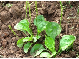 ��ǰ�ݵĸ����� ��ǰ�ݵĳԷ�