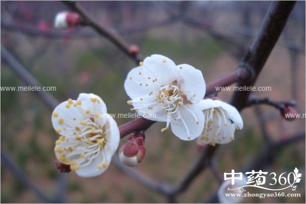 baimeihuadegongxiaoyuzuoyong