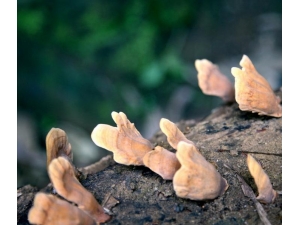 ǧ����֥ �ݾƹ�Ч