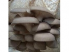 凤尾菇