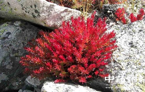 红景天3