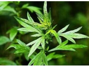 Ů���������տ������ð�Ҷ