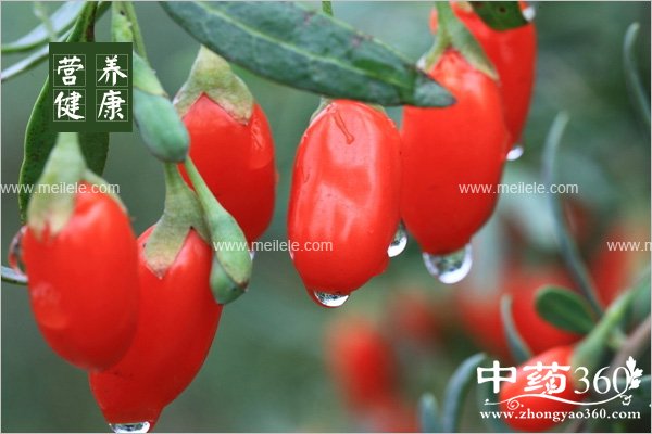 gouqidezuoyongyugongxiao