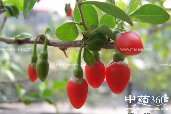 gouqidezuoyongyugongxiao