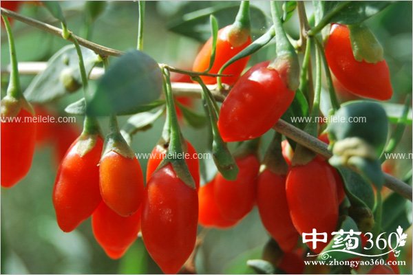 gouqidezuoyongyugongxiao