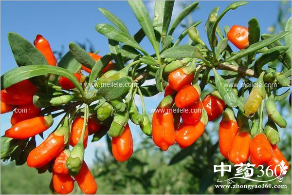 gouqidezuoyongyugongxiao