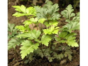 ���˵Ĺ�Ч������ ���˵�ҩ�ü�ֵ