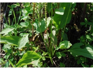 ��ǰ�ݵĳԷ� �Է���ͬ��Ч��ͬ