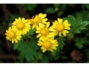 �ջ��Ĺ�Ч�����ü����� ��ջ��Ĺ�Ч��������ʲô