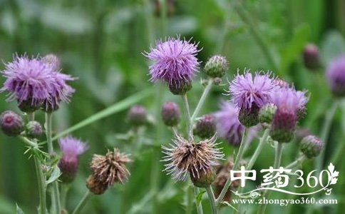 中医治疗慢性肝炎 慢性肝炎偏方 中医偏方大全