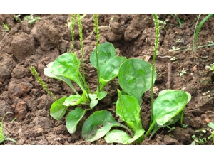 ��ҽ����αĤ�Գ��׵�ƫ��